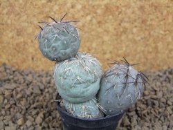 Tephrocactus geometricus květináč 5,5 cm - 12413791
