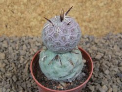 Tephrocactus geometricus květináč 5,5 cm