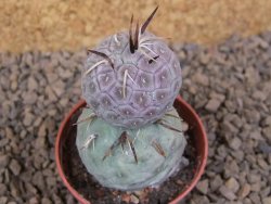 Tephrocactus geometricus květináč 5,5 cm - 12413795