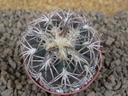 Gymnocalycium spegazzinii punillaense Tom 06-81/1 El Obelisco, pot 5,5 cm - 12413798