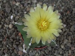 Astrophytum myriostigma fukurio linka, květináč 5,5 cm - 12413804