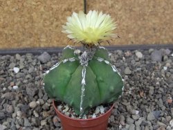 Astrophytum myriostigma fukurio linka, květináč 5,5 cm - 12413805
