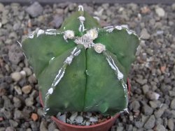 Astrophytum myriostigma fukurio linka, květináč 5,5 cm - 12413806