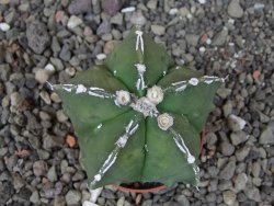 Astrophytum myriostigma fukurio linka, květináč 5,5 cm - 12413807