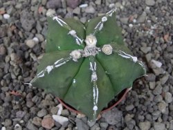 Astrophytum myriostigma fukurio linka, květináč 5,5 cm - 12413808