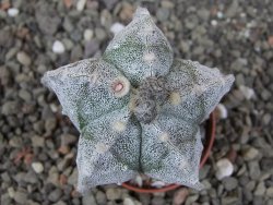 Astrophytum myriostigma fukurio B, květináč 5,5 cm - 12413813