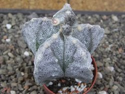Astrophytum myriostigma fukurio B, květináč 5,5 cm - 12413814