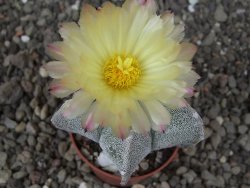 Astrophytum myriostigma z fukurio B, květináč 5,5 cm - 12413816