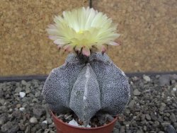 Astrophytum myriostigma z fukurio B, květináč 5,5 cm - 12413817