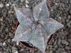Astrophytum myriostigma z fukurio B, květináč 5,5 cm - 12413818