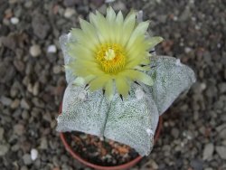 Astrophytum myriostigma z fukurio B, květináč 5,5 cm - 12413821