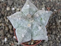 Astrophytum myriostigma z fukurio B, květináč 5,5 cm - 12413824