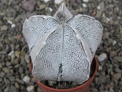 Astrophytum coahuilense snow (Super coahuilense) pot 5,5 cm - 12413828