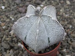 Astrophytum coahuilense snow (Super coahuilense) pot 5,5 cm - 12413830