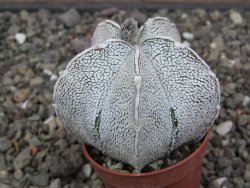 Astrophytum coahuilense snow (Super coahuilense) pot 5,5 cm - 12413831