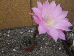 Echinopsis hybrid pot 5,5 cm