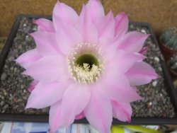 Echinopsis hybrid pot 5,5 cm - 12413835