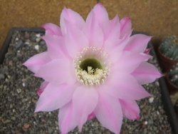 Echinopsis hybrid pot 5,5 cm - 12413836