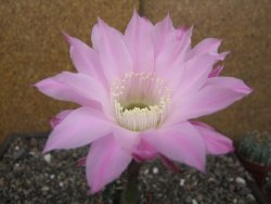 Echinopsis hybrid pot 5,5 cm - 12413838