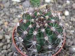 Echinopsis hybrid pot 5,5 cm - 12413840