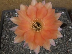 Echinopsis hybrid pot 7 cm - 12413843