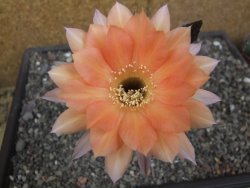 Echinopsis hybrid pot 7 cm - 12413845