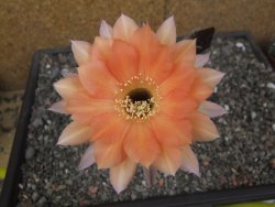 Echinopsis hybrid pot 7 cm - 12413846