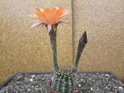 Echinopsis hybrid pot 7 cm - 12413848