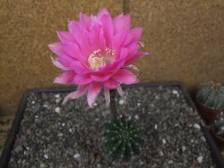 Echinopsis hybrid pot 7 cm - 12413852
