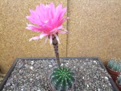 Echinopsis hybrid pot 7 cm - 12413853