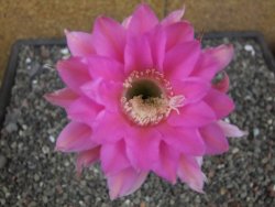 Echinopsis hybrid pot 7 cm - 12413855