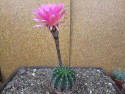 Echinopsis hybrid pot 7 cm - 12413856