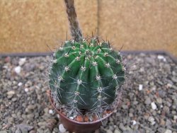 Echinopsis hybrid pot 7 cm - 12413857