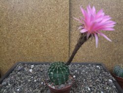Echinopsis hybrid aff eyresii, květináč 7 cm - 12413862