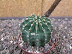 Echinopsis hybrid aff eyresii, květináč 7 cm - 12413863