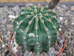 Echinopsis hybrid aff eyresii, květináč 7 cm - 12413864