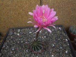 Echinopsis hybrid aff eyresii, květináč 7 cm - 12413866