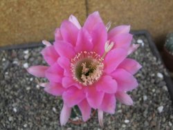 Echinopsis hybrid aff eyresii, květináč 7 cm - 12413867