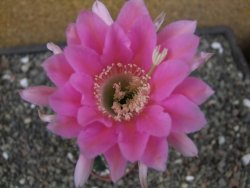 Echinopsis hybrid aff eyresii, květináč 7 cm