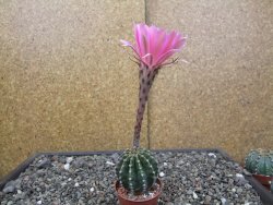 Echinopsis hybrid aff eyresii, květináč 7 cm - 12413869