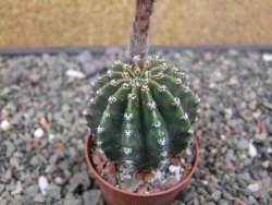 Echinopsis hybrid aff eyresii, květináč 7 cm - 12413870
