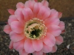 Echinopsis hybrid, květináč 6,5 cm