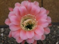Echinopsis hybrid, květináč 6,5 cm - 12413873