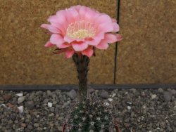 Echinopsis hybrid, květináč 6,5 cm - 12413874
