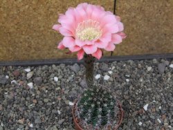 Echinopsis hybrid, květináč 6,5 cm - 12413875