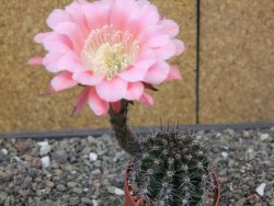 Echinopsis hybrid, květináč 6,5 cm - 12413877