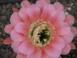 Echinopsis hybrid, květináč 6,5 cm - 12413878