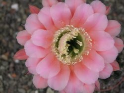 Echinopsis hybrid, květináč 6,5 cm - 12413879