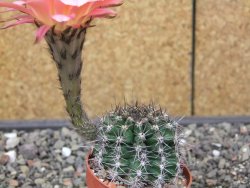Echinopsis hybrid, květináč 6,5 cm - 12413880