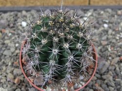 Echinopsis hybrid, květináč 6,5 cm - 12413882